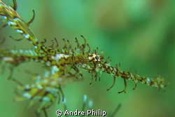 ghostpipefish by Andre Philip 